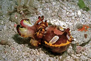 Cuttlefishes: Flamboyant cuttlefish