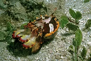 Perfectly: Flamboyant Cuttlefish - this Flamboyant cuttlefish