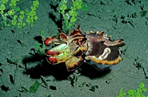 Metasepia: Flamboyant Cuttlefish - Hunting at dusk for small