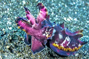 Metasepia: Flamboyant cuttlefish (Metasepia pfefferi), Lembeh
