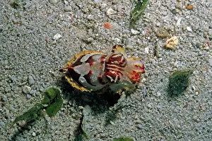 Constantly: Flamboyant Cuttlefish - photographed in an isolated