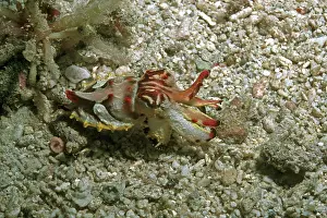 Behavour: Flamboyant cuttlefish - photographed in an isolated
