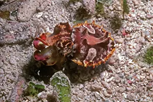 Behavour: Flamboyant cuttlefish - photographed in an isolated