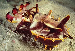 Metasepia: FLAMBOYANT CUTTLEFISH - at sea bed