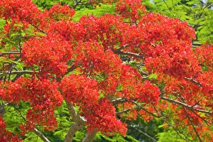 Flame: Flamboyant Trees at springtime, Port Douglas