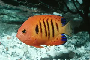 Angelfishes: Flame Angelfish