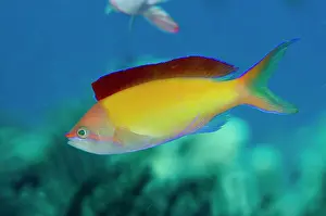 Anthias: Flame Anthias with fin extended