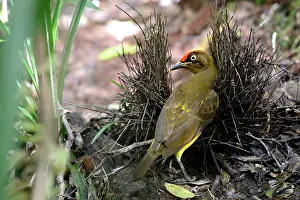 Bowerbird: Flame Bowerbird