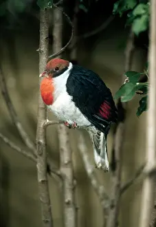 Ptilinopus: Flame-breasted fruit-dove -