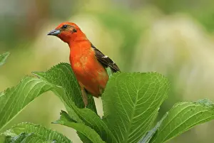 Piranga: Flame-colored Tanager