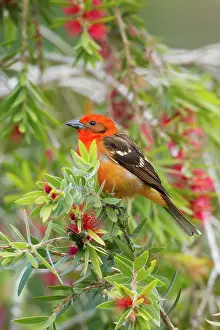 Dota: Flame-colored Tanager