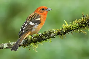 Dota: Flame-colored Tanager