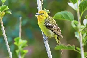 Dota: Flame-colored Tanager (female)