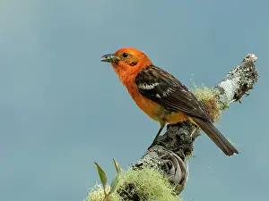 Shade: Flame-colored Tanager (Piranga bidentata), male