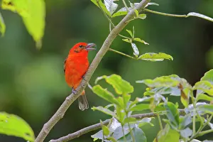 Flame: Flame Coloured Tanager - male eating spider Piranga bidentat