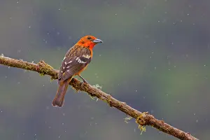Flame: Flame Coloured Tanager - male Piranga bidentata San Gerardo