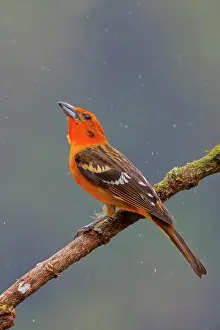 Flame: Flame Coloured Tanager - male Piranga bidentata San Gerardo