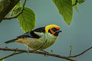 Chicaque: Flame-faced Tanager, Chicaque Natural Park, Colombia