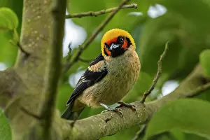 Chicaque: Flame-faced Tanager, Chicaque Natural Park, Colombia