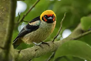 Chicaque: Flame-faced Tanager, Chicaque Natural Park, Colombia