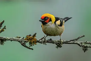Chicaque: Flame-faced Tanager, Chicaque Natural Park, Colombia