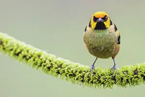 Flame: Flame-faced tanager, living in the endangered Choco