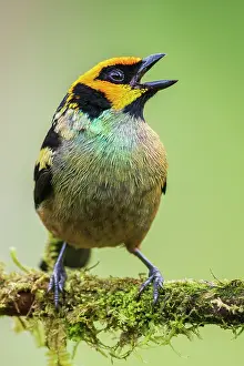 Flame: Flame-faced tanager, living in the endangered Choco