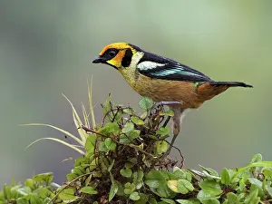 Flame: Flame-faced Tanager (Tangara parzudakii), Maspi, Ecuador