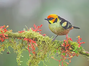 Flame: Flame Faced Tanager Tangara parzudakii Ecuador B