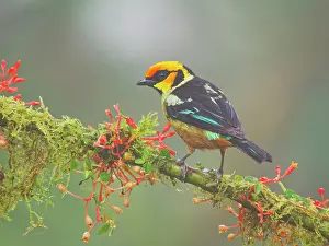 Flame: Flame Faced Tanager Tangara parzudakii Ecuador B
