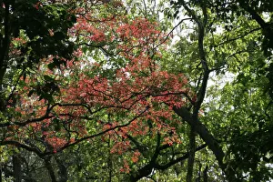 Regia: Flame of the forest - Gold Mohur Tree