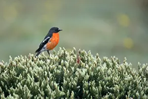 Petroica: Flame Robin - adult sitting on a bush