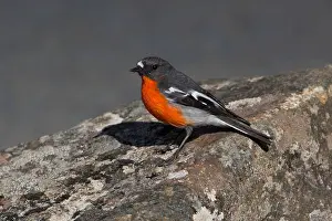 Hobart: Flame Robin - perched on a stone - Mt Wellington