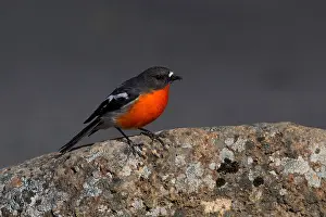 Hobart: Flame Robin - perched on a stone - Mt Wellington