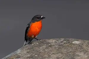 Hobart: Flame Robin - perched on a stone - Mt Wellington