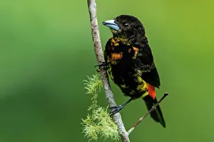 Tangaras: Flame-rumped Tanager, Las Tangaras Bird Reserve