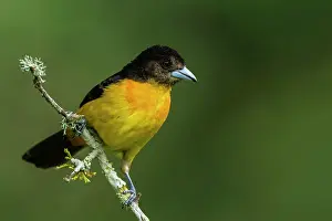 Rumped: Flame-rumped Tanager, Las Tangaras Bird Reserve