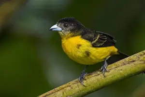 Flame: Flame-rumped Tanager (Ramphocelus flammigerus) juvenile