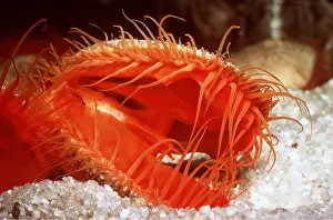 Flame: FLAME SCALLOP
