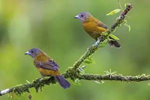 Tanager: Flame tanager (Pamphecelus passerinii)