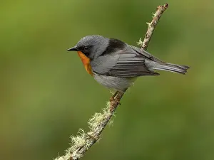 Shade: Flame-throated Warbler (Oreothlypis gutturalis)