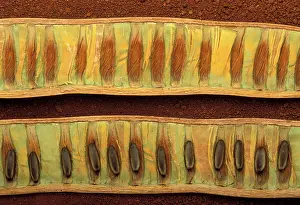 Regia: Flame tree - Pod and seeds