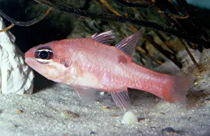 Maculatus: Flamefish