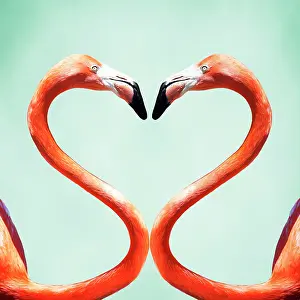 Curves: Flamingo