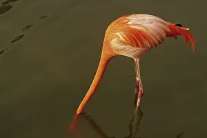 Phoenicopteridae: Flamingo