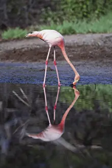 Carribean: Flamingo