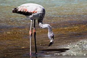 Vapor: Flamingo