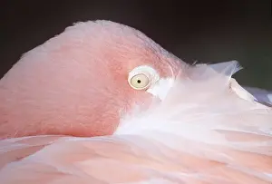 Flamingoes: FLAMINGO - close-up of eye