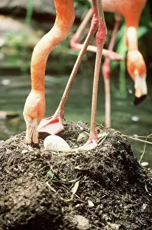Flamingoes: Flamingo with egg at nest
