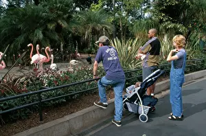 Diego: Flamingo Exhibit